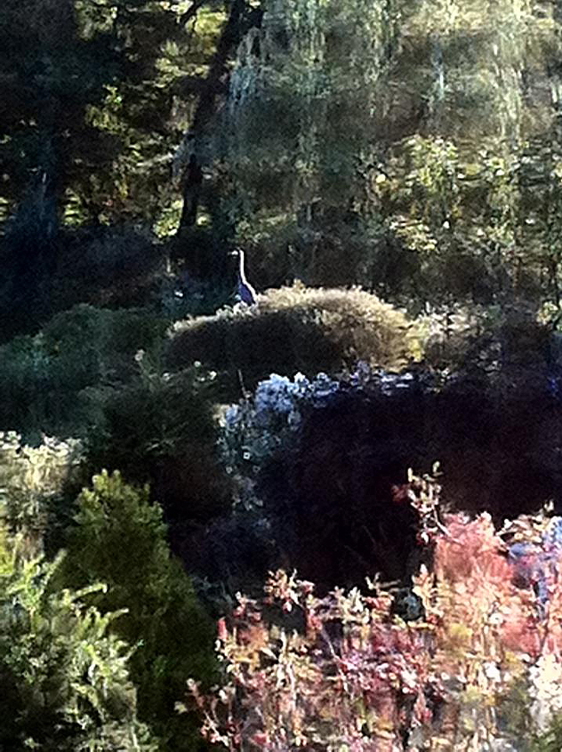 Blue heron sits in arctic willow- weeping willow behind.